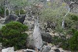 IMG_5035 Bottle Trees, Wadi Dirhur, Socotra